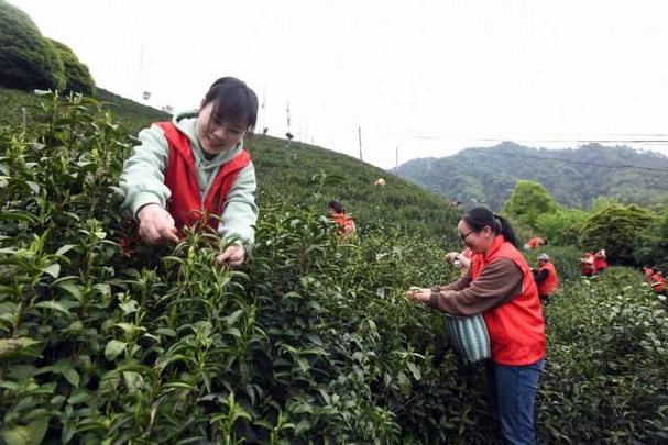 的十余名党员志愿者来到岭后社区大坪山上,帮助辖区的一家茶企采摘